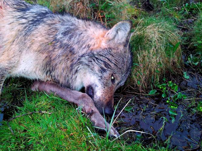 Duitse jagers doden ‘probleemwolf’ niet ver van Nederlandse grens, uit roedel die al zo'n vijfhonderd schapen doodde