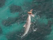 Combat entre un requin et une tortue en Australie