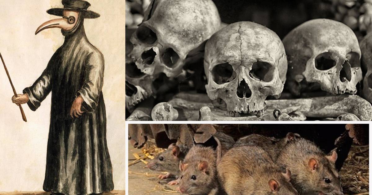 Studie brengt verspreiding Zwarte Dood in kaart en besluit dat niet ratten achter 50 miljoen