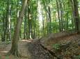 In de gemeenten Rummen en Nieuwerkerken ligt een vrij jong bos: het Schelfheidebos.