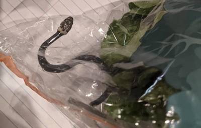 Australisch koppel vindt giftige slang tussen sla van de Aldi