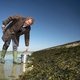 Schelpen zoeken en bereiden, de Zeeuwse chef DP Arkenbout weet hoe dat moet
