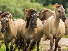 Grote grazers Oostvaardersplassen zonder vergunning doodgeschoten