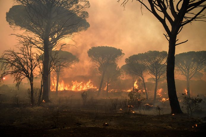 Een grote bosbrand nabij Gonfaron in de Var