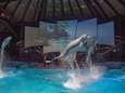 Dolfinarium moet dierenverblijven uiterlijk in 2029 volledig vernieuwen: ‘Dat gaan we halen’