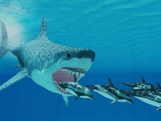 Een derde van alle zeedieren stierf drie miljoen jaar geleden uit, ook de megalodon