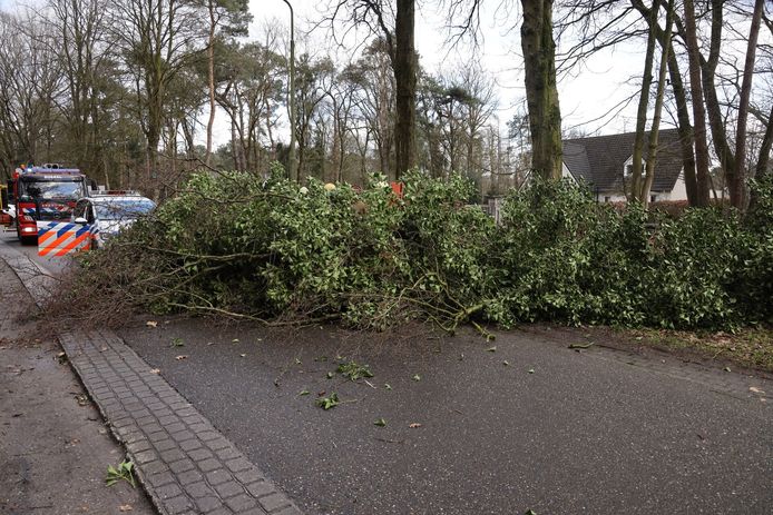 De vrouw belandde tijdens een wandeling onder de boom, die door de storm omwaaide.