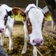 Waarom melkveehouders sjoemelen met aantallen