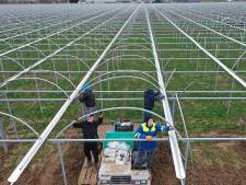 Aardbeiengigant uit Bemmel mag kassen met gas verwarmen, maar krijgt met Vollenbroek te maken