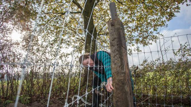 
‘Veel schapenboeren verzaken plicht hun schapen te beschermen tegen de wolf’