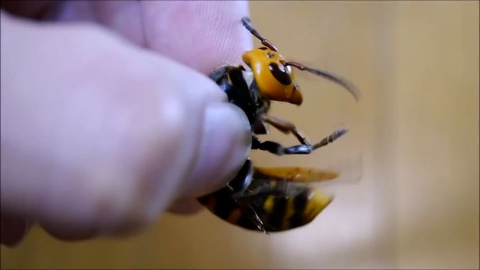 aziatische reuzenhoornaar