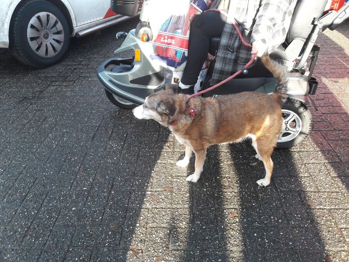 Hond van bewoonster is door de brandweer uit appartement gehaald.
