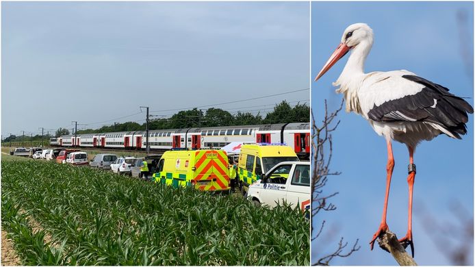 Honderden reizigers zitten vier uur lang vast op snikhete train door... een ooievaar