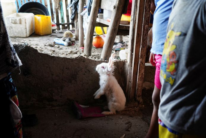 Een konijn staat naast een verwoeste muur in Isla Puna, Ecuador.