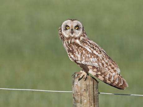 Misschien zijn ze alweer weg, misschien niet: vijf velduilen in de duinen