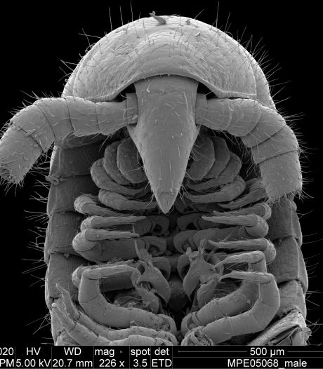 Historische vondst: eerste échte duizendpoot ontdekt