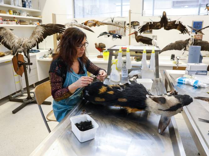 Museum voor Natuurwetenschappen opent nieuwe museumzaal met honderden opgezette dieren