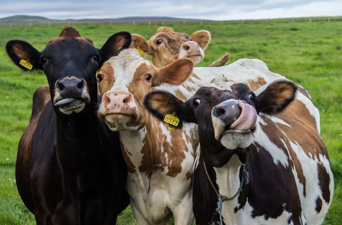 Het aantal koeien, stieren en kalveren is dit jaar met 3 procent afgenomen.