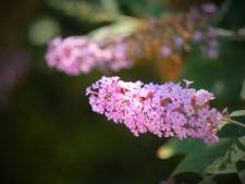 Plant nu een vlinderstruik in je tuin voor meer bijen en vlinders