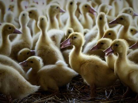 Un deuxième élevage contaminé par la grippe aviaire dans le Sud-Ouest