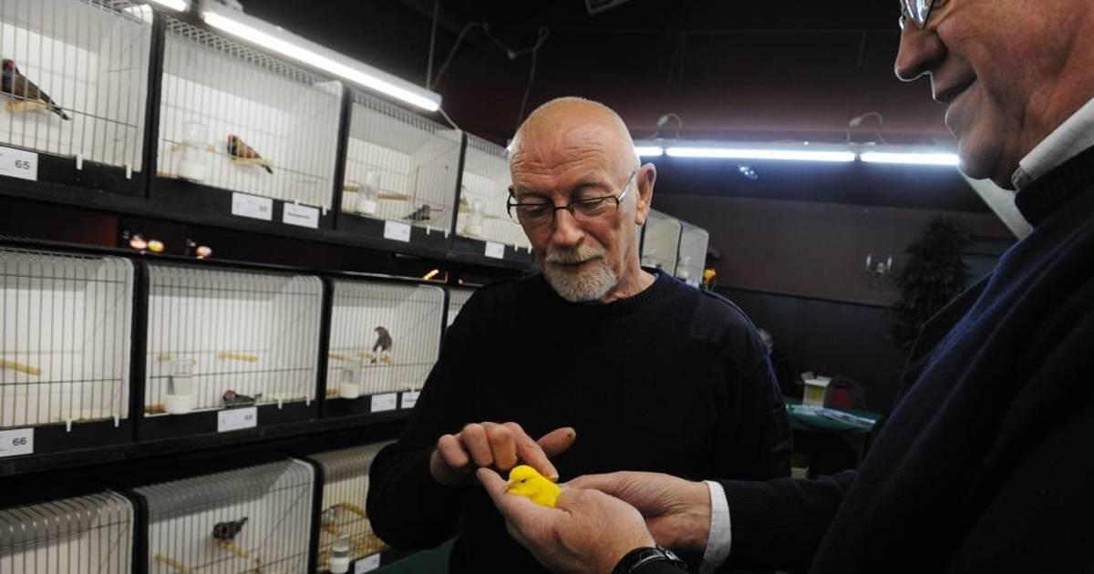Tjilpende vogels, statig op hun stokje | Breda