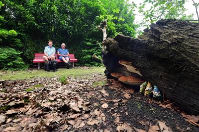 Oude boomkwekerij is nu veilige haven voor dieren: ‘Ik zie nu wel eens ijsvogels bij de vijver’