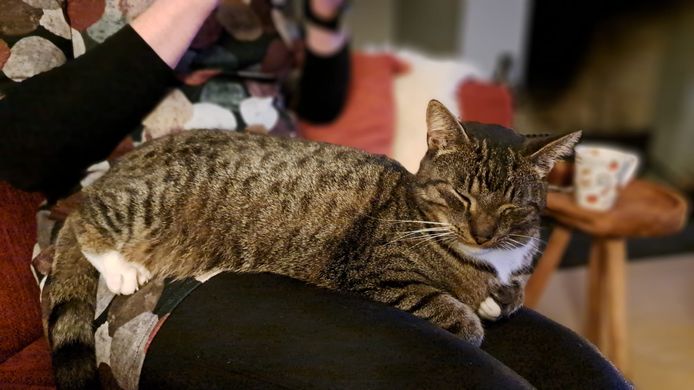Kat Pip is na vijf weken weer thuis in Alphen, na een reisje naar Ermelo.