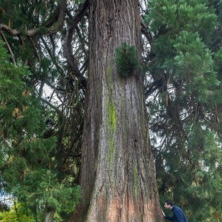 Enschedese mammoetboom van 35 meter hoog is de Boom van het Jaar 2025