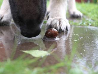 Hondeneigenaars opgelet: slakken kunnen dodelijke ziekte overbrengen op je huisdier