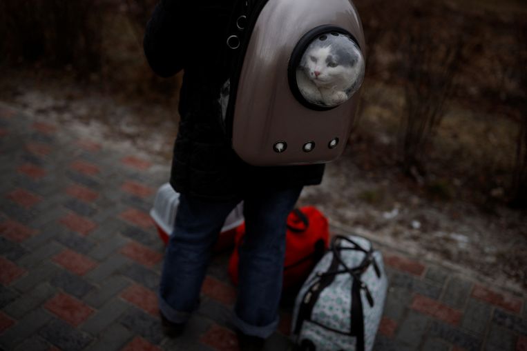 Een Oekraïense uit de buurt van Kiev op de vlucht met haar kat. Beeld REUTERS