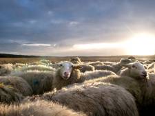Onderzoek naar dood van drie schapen in Overberg: wolf onwaarschijnlijk, maar kán wel