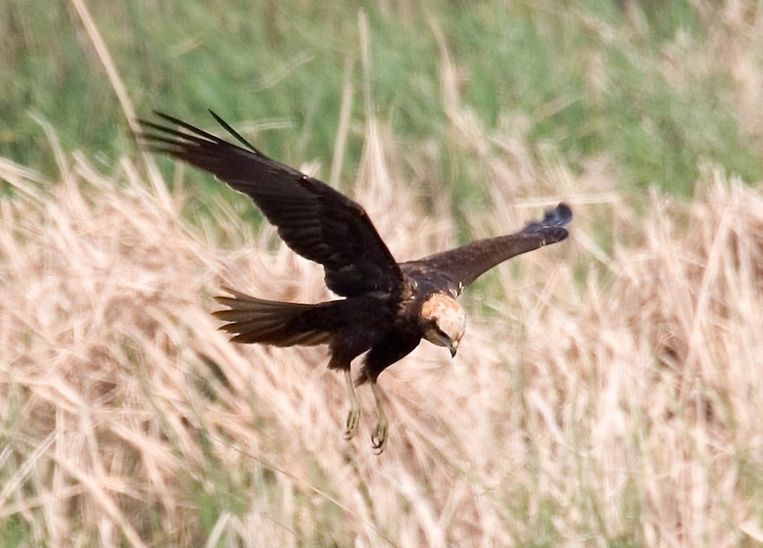 Bruine kiekendief Beeld Wikimedia