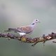 België herbergt 12 Europees bedreigde vogelsoorten: "Het wordt doodstil op platteland"