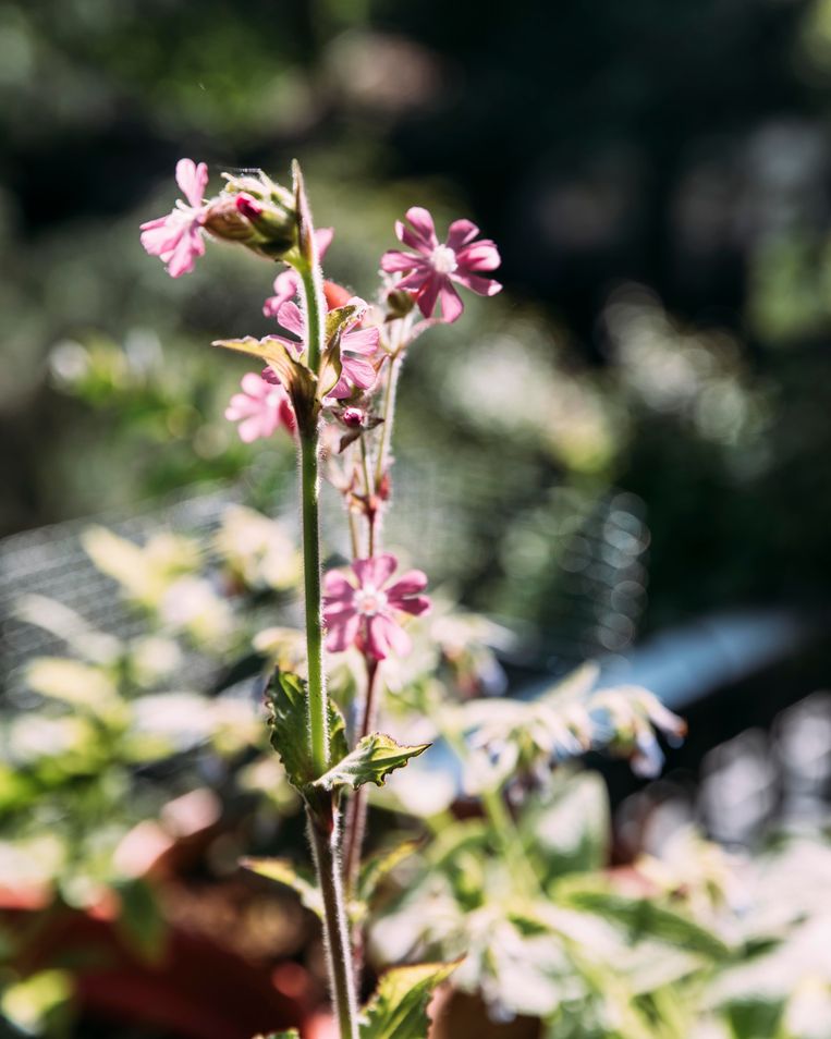 Dagkoekoeksbloem  Beeld Rebecca Fertinel