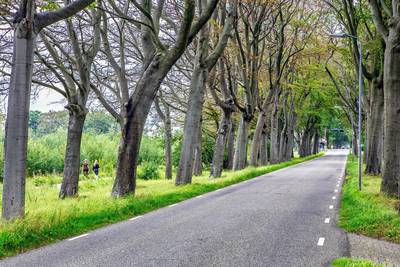 Met 88 nieuwe bomen krijgt Prinsenbeek een ‘stevige groene impuls’