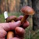 Directeur Antigifcentrum: ‘Eet enkel paddenstoelen die je in de winkel koopt, pluk er nooit zelf’