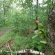 QAnon duikt op in zaak-Conings: hoe de Illuminati plots in het Dilserbos terechtkwamen