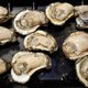 Oesters keren terug naar Golf