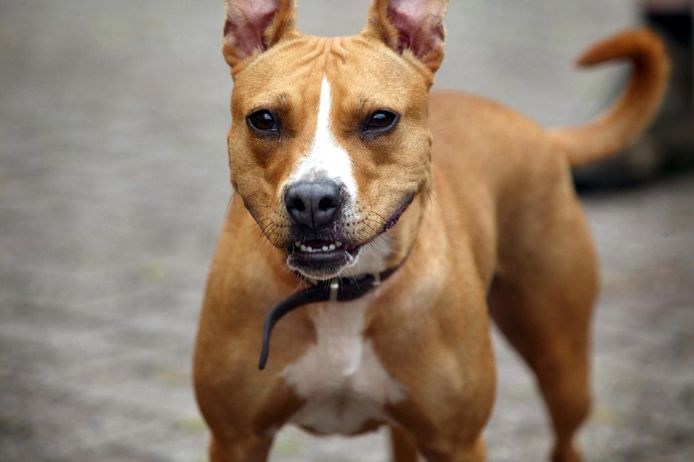 Beeld ter illustratie: een Amerikaanse Staffordshire terriër. Niet de hond in het verhaal.