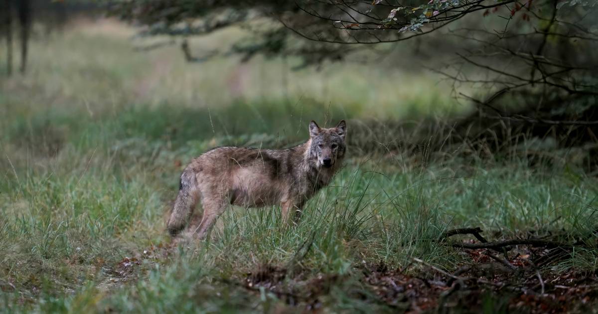 Automobilist rijdt wolf dood op N371 bij Hoogersmilde