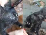 Dierenactivisten redden kitten uit regenpijp in Beiroet