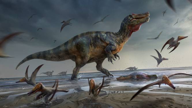 Vermoedelijk nieuwe soort Spinosaurus ontdekt op Brits eiland: “Waarschijnlijk grootste landroofdier ooit gevonden in Europa”
