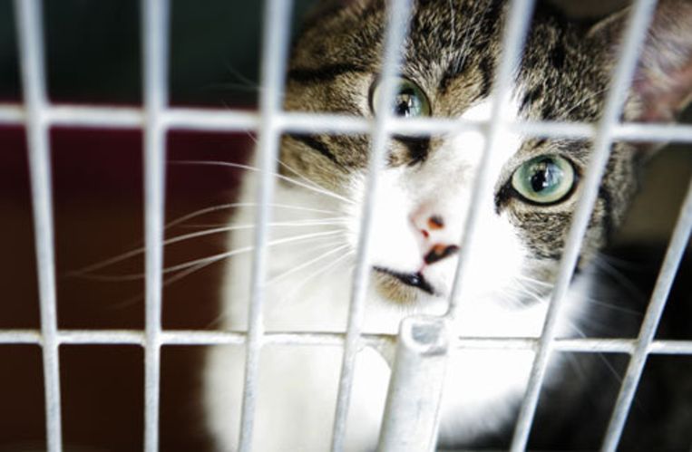 De samenwerking van het Dierenopvangcentrum Amsterdam en de Stichting Amsterdamse Zwerfkatten (SAZ) is mislukt. Foto ANP/Juan Vrijdag Beeld 