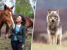 'Hoe zit het met de wolf?' Vakantiegangers op de Veluwe stellen vooral vragen