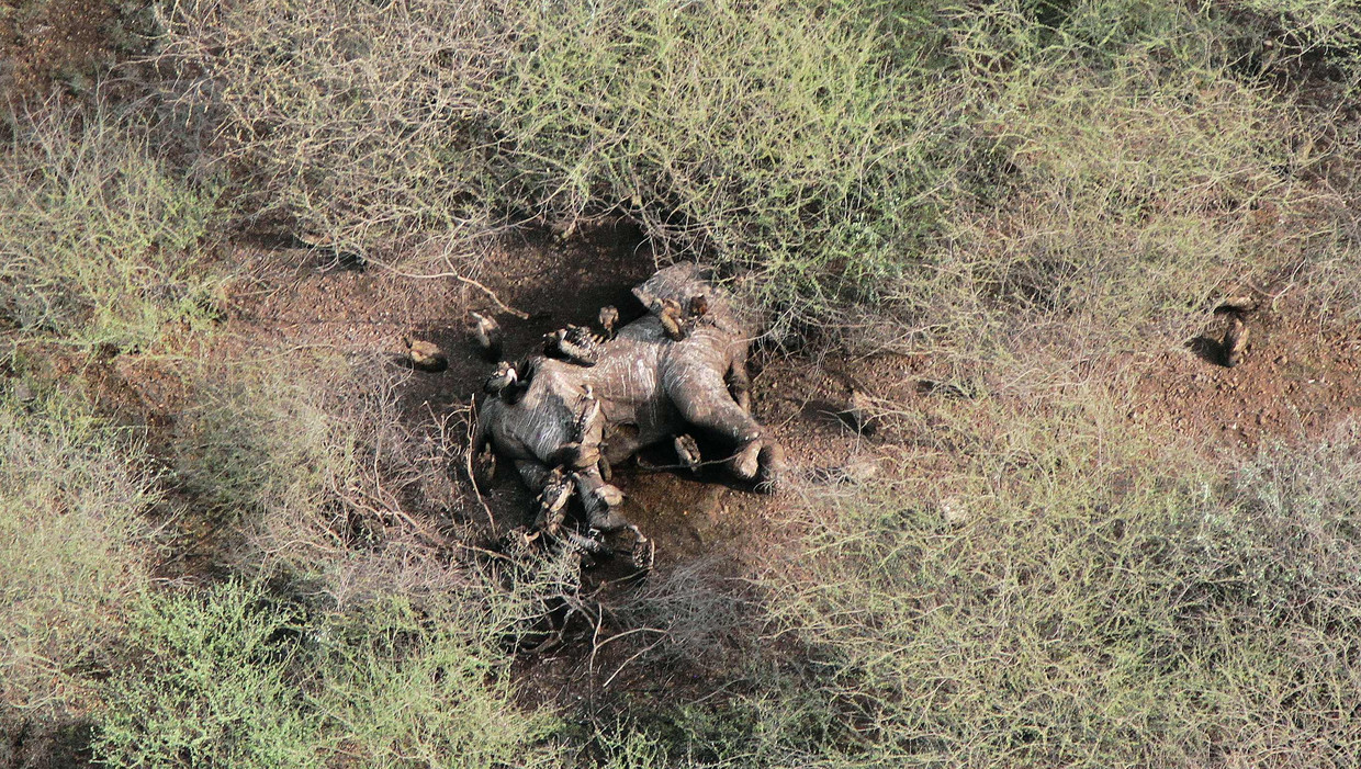 Het karkas van een gestroopte olifant in een nationaal park in Zuid-Soedan in 2015. De luchtfoto is gemaakt door de Wildlife Conservation Society (WCS). Beeld AFP