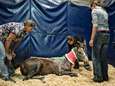 Paardenmishandelaar verwondt zeker 60 dieren