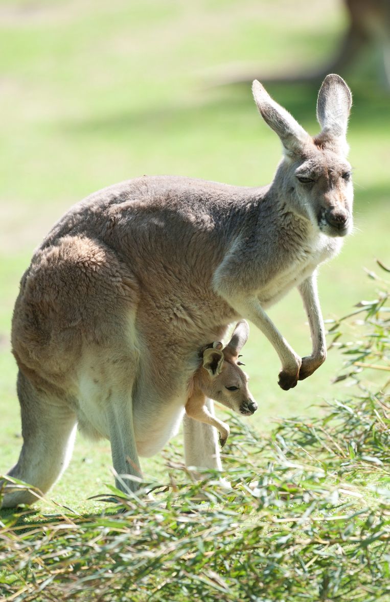 Het Diepe, Donkere Geheim Van Australië: De Barbaarse Jacht Op Kangoeroes