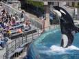 SeaWorld "stopt" met omstreden orkashow, maar vervangt die gewoon door een nieuwe 