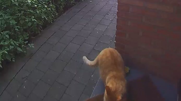 Slechts af en toe sloeg de bel alarm voor een buurtkat, die graag de krollen van de mat blijkt te krabben.