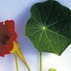 Geen zin in tuinieren? Neem Oost-Indische kers!
